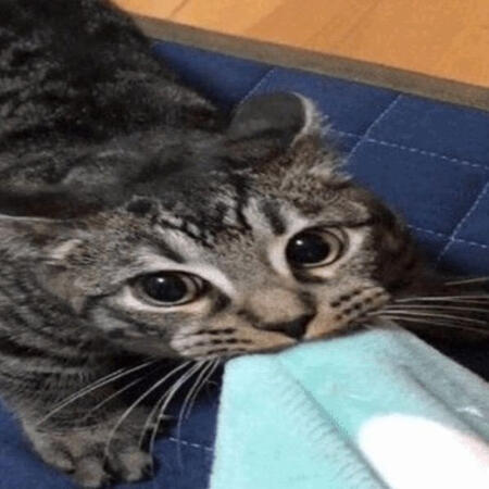 face reveal